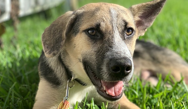 6 adorable pups to adopt now in New Orleans