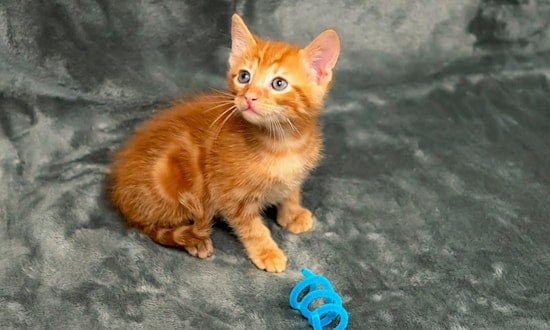 Want to adopt a pet? Here are 7 fluffy felines to adopt now in Houston