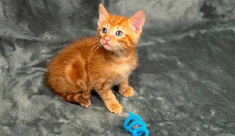 Want to adopt a pet? Here are 7 fluffy felines to adopt now in Houston