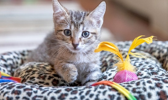 6 lovable kitties to adopt now in San Antonio