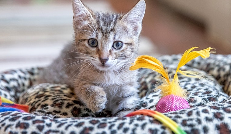 6 lovable kitties to adopt now in San Antonio