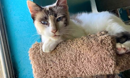 These Corpus Christi-based kitties are up for adoption and in need of a good home