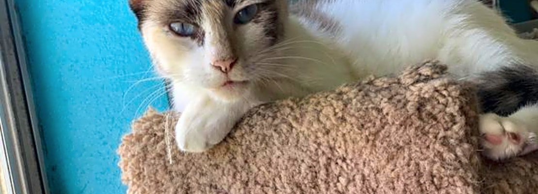 These Corpus Christi-based kitties are up for adoption and in need of a good home