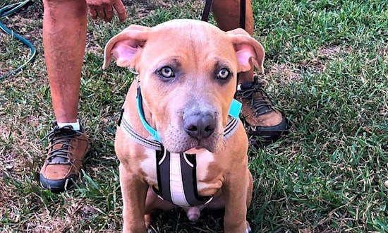 Always wanted a pup? Here are 6 precious puppies to adopt now in Dallas