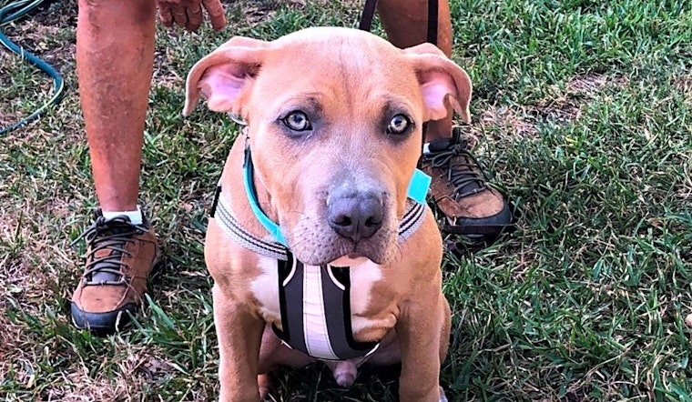 Always wanted a pup? Here are 6 precious puppies to adopt now in Dallas