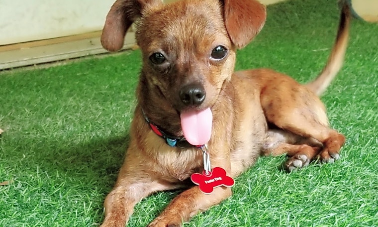 Looking to adopt a pup? Here are 7 cheeky canines ready for homes now in Fort Worth