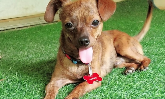 Looking to adopt a pup? Here are 7 cheeky canines ready for homes now in Fort Worth