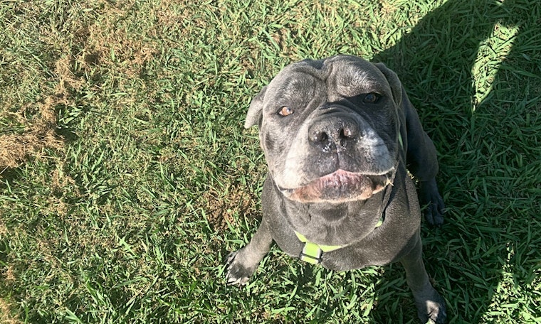 Want to adopt a pet? Here are 7 delightful dogs ready for homes now in Arlington