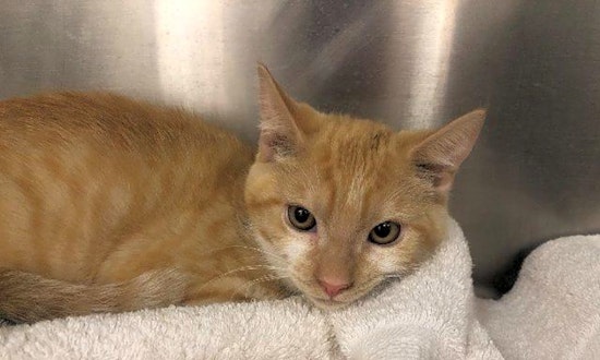 5 cuddly kittens to adopt now in El Paso