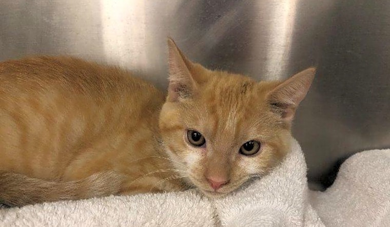 5 cuddly kittens to adopt now in El Paso