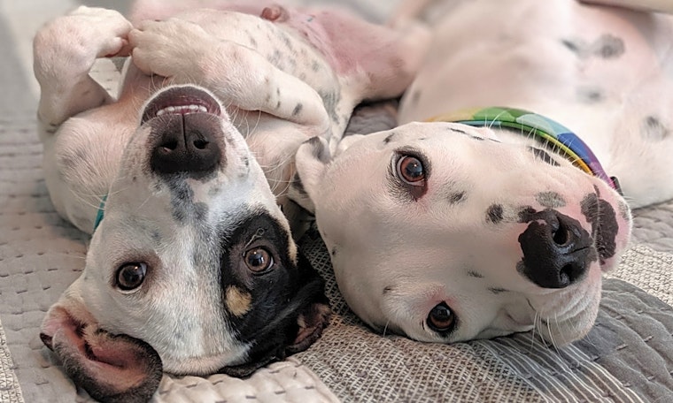 Looking to adopt a pet? Here are 4 cuddly canines to adopt now in Austin