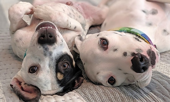Looking to adopt a pet? Here are 4 cuddly canines to adopt now in Austin