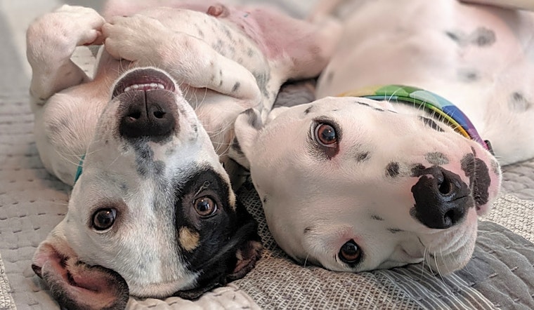 Looking to adopt a pet? Here are 4 cuddly canines to adopt now in Austin