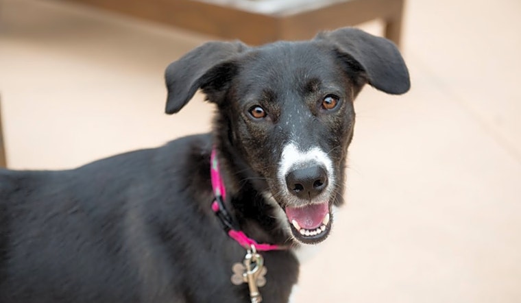 These Omaha-based doggies are up for adoption and in need of a good home