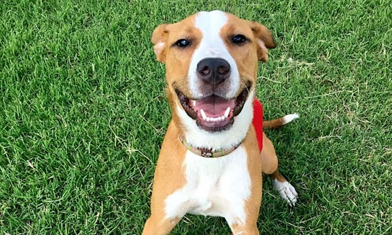 These Oklahoma City-based puppies are up for adoption and in need of a good home