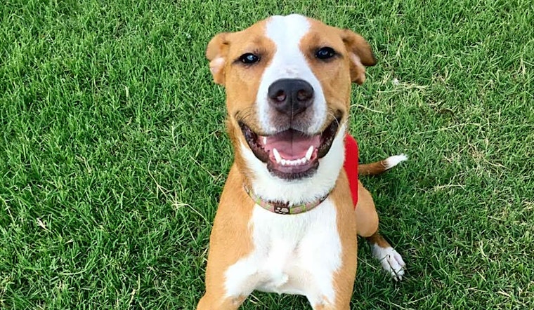 These Oklahoma City-based puppies are up for adoption and in need of a good home