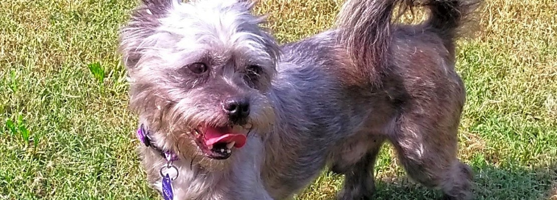 Want to adopt a pet? Here are 7 lovable pups to adopt now in Tulsa