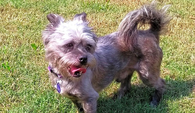 Want to adopt a pet? Here are 7 lovable pups to adopt now in Tulsa