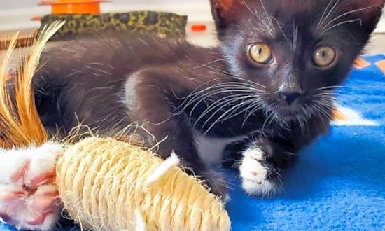 These Aurora-based cats are up for adoption and in need of a good home