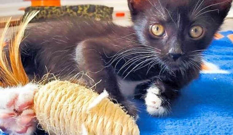 These Aurora-based cats are up for adoption and in need of a good home