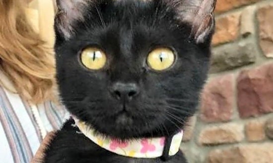 Looking to adopt a pet? Here are 7 cuddly kittens to adopt now in Colorado Springs