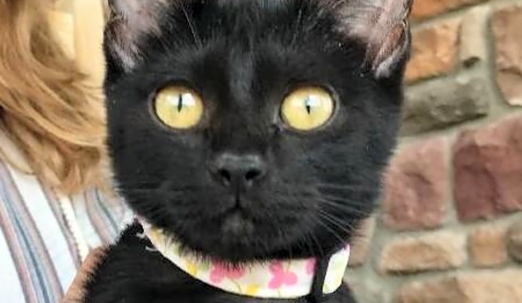 Looking to adopt a pet? Here are 7 cuddly kittens to adopt now in Colorado Springs