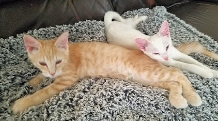 These Albuquerque-based kittens are up for adoption and in need of a good home