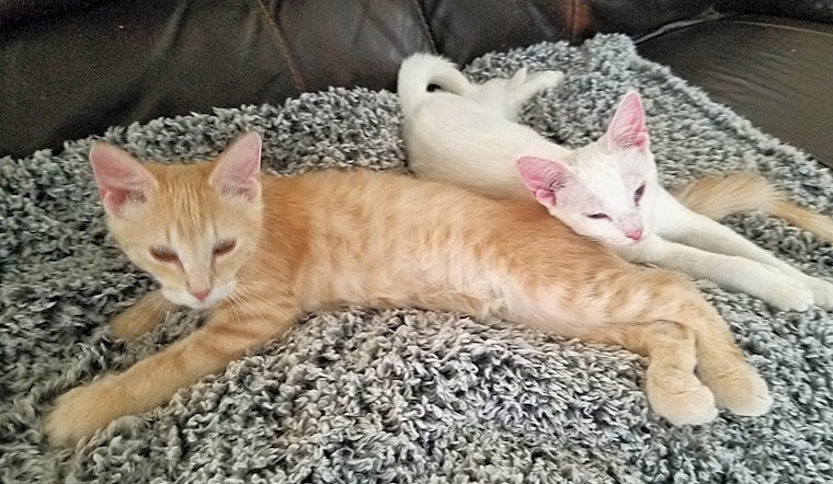 These Albuquerque-based kittens are up for adoption and in need of a good home