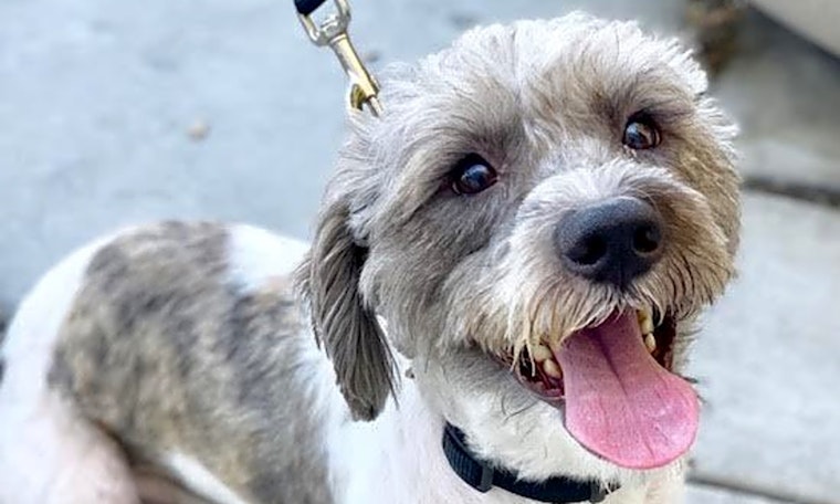 Looking to adopt a pet? Here are 7 delightful doggies to adopt now in Las Vegas