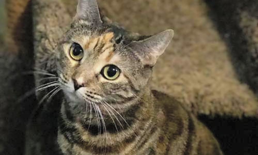 These Phoenixbased cats are up for adoption and in need of a good