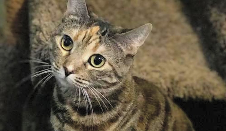 These Phoenix-based cats are up for adoption and in need of a good home