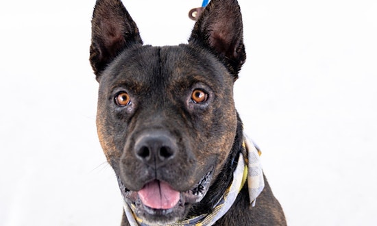 Looking to adopt a pet? Here are 7 delightful doggies to adopt now in Mesa