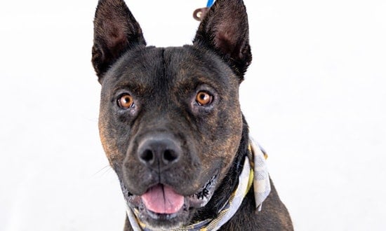 Looking to adopt a pet? Here are 7 delightful doggies to adopt now in Mesa