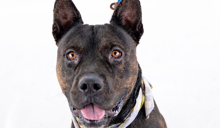 Looking to adopt a pet? Here are 7 delightful doggies to adopt now in Mesa