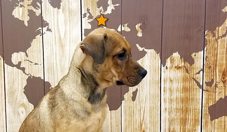 5 perfect puppies to adopt now in Tucson