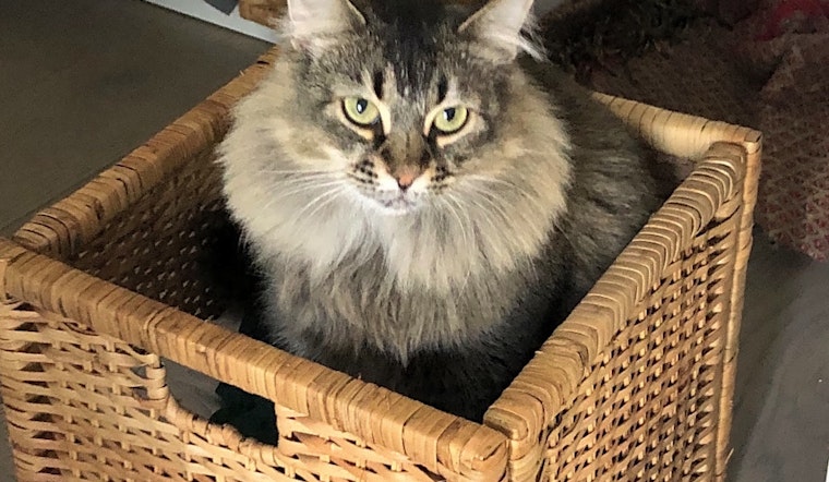 7 cute kitties to adopt now in Los Angeles
