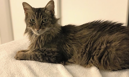 4 cute kitties to adopt now in Anaheim