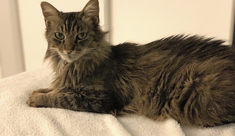 4 cute kitties to adopt now in Anaheim
