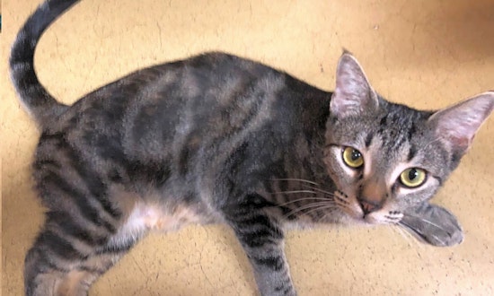 Looking to adopt a pet? Here are 6 furry felines to adopt now in Long Beach