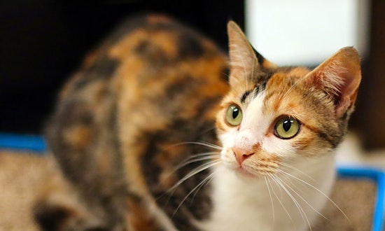 Here are 7 lovable kitties to adopt in San Diego