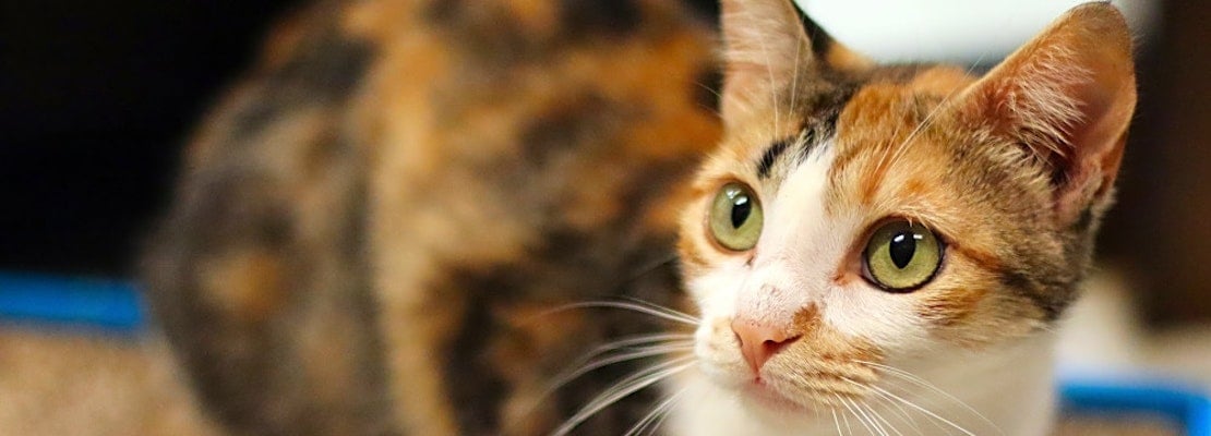 Here are 7 lovable kitties to adopt in San Diego