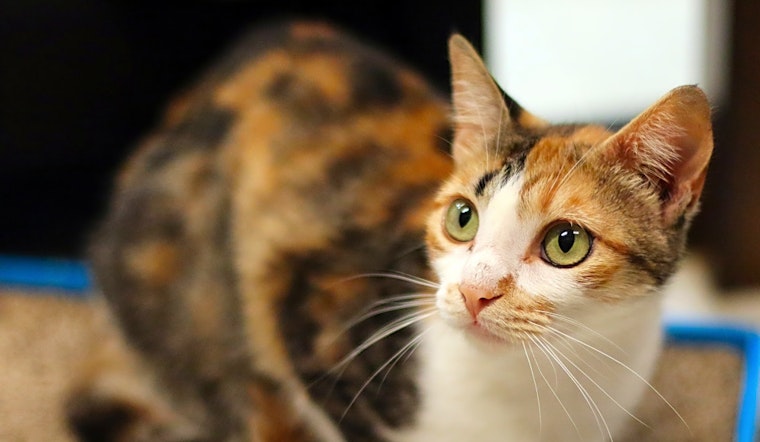 Here are 7 lovable kitties to adopt in San Diego