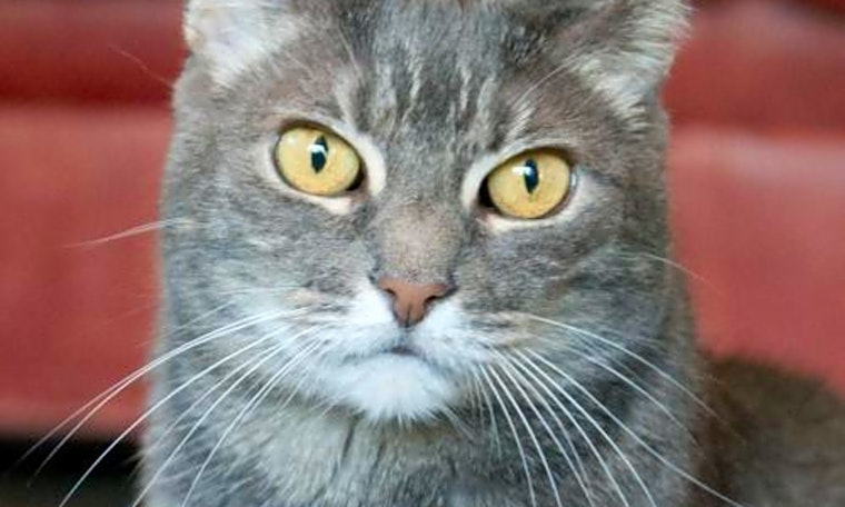 Want to adopt a pet? Here are 6 cute kitties to adopt now in San Jose