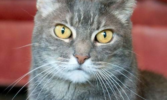 Want to adopt a pet? Here are 6 cute kitties to adopt now in San Jose