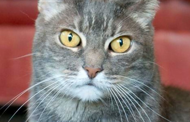 Want to adopt a pet? Here are 6 cute kitties to adopt now in San Jose