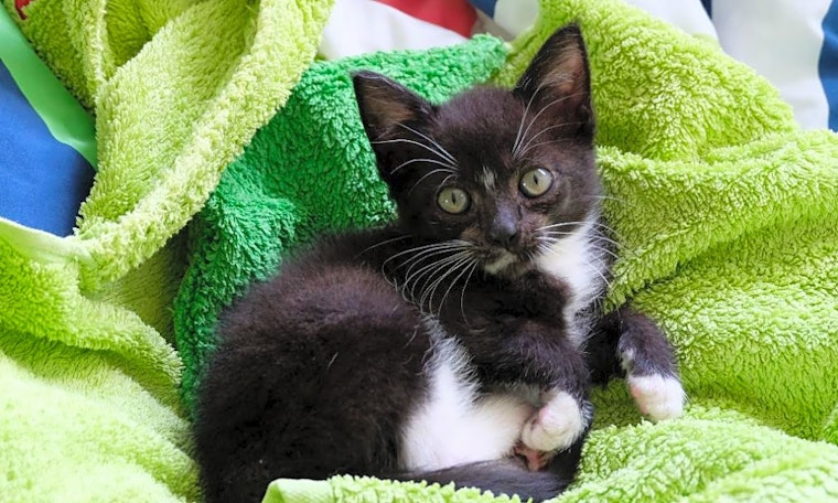 Looking to adopt a pet? Here are 6 cute-as-can-be kittens to adopt now in Portland