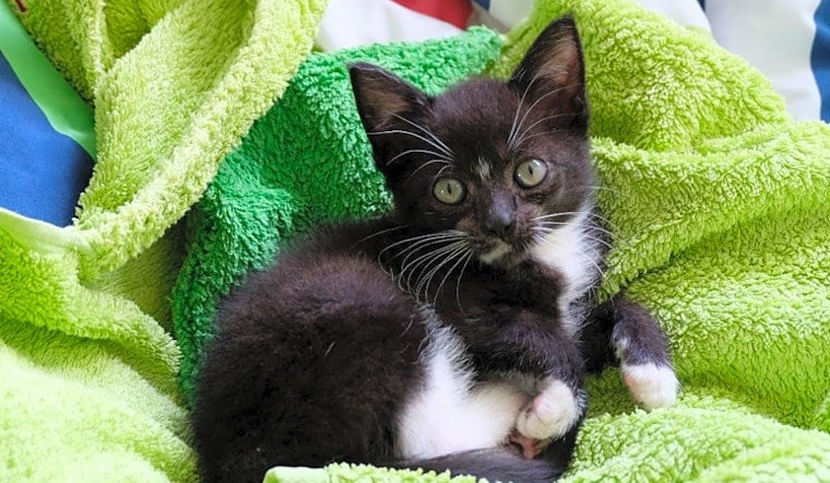 Looking to adopt a pet? Here are 6 cute-as-can-be kittens to adopt now in Portland