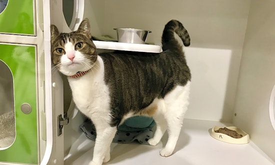 Looking to adopt a pet? Here are 5 furry felines to adopt now in Seattle