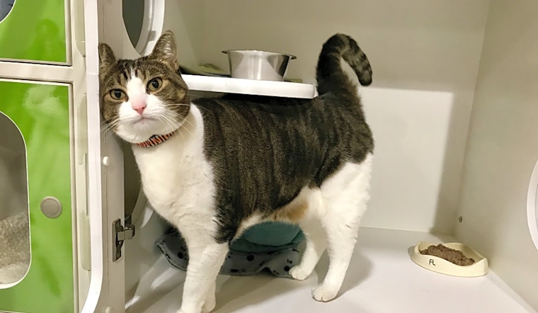 Looking to adopt a pet? Here are 5 furry felines to adopt now in Seattle