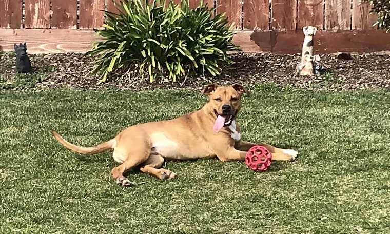 These Stockton-based dogs are up for adoption and in need of a good home